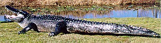 Alligator